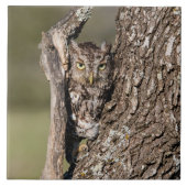 Eastern Screech Owl Tegeltje (Voorkant)