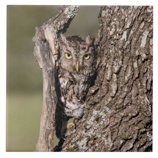 Eastern Screech Owl Tegeltje (Voorkant)