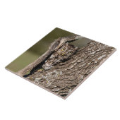 Eastern Screech Owl Tegeltje (Zijkant)