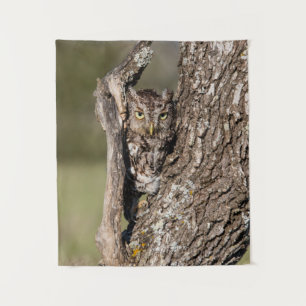 Eastern Screech Owl Wandkleed