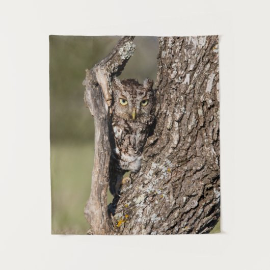 Eastern Screech Owl Wandkleed (Voorkant)