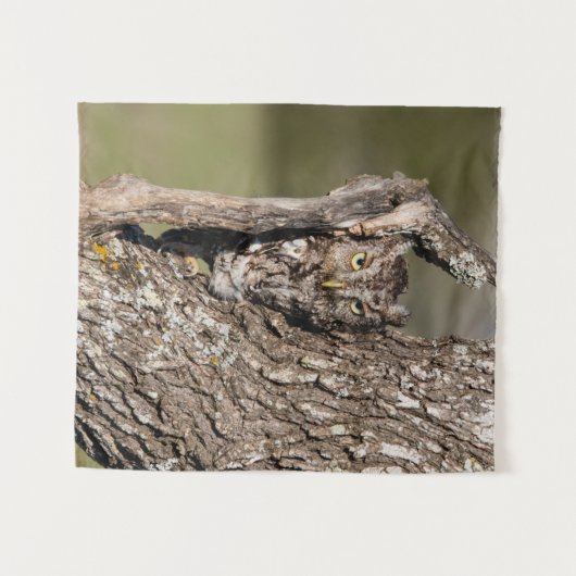 Eastern Screech Owl Wandkleed (Voorkant (horizontaal))