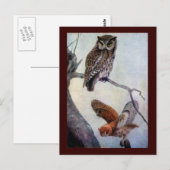 Eastern Screech Owls Briefkaart (Voorkant / Achterkant)