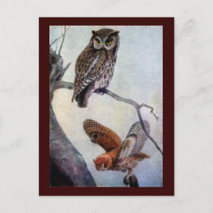 Eastern Screech Owls Briefkaart