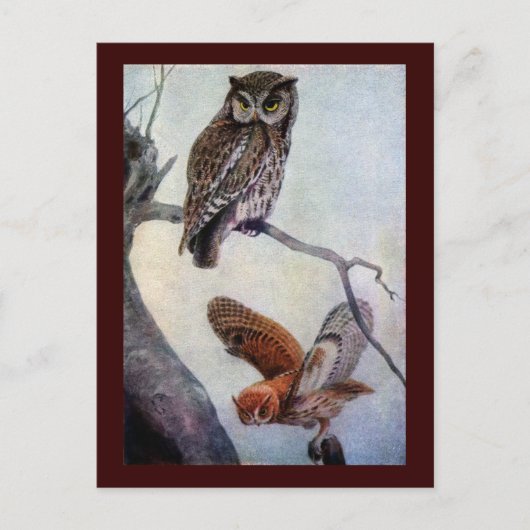Eastern Screech Owls Briefkaart (Voorkant)