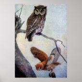 Eastern Screech Owls Poster (Voorkant)