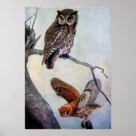 Eastern Screech Owls Poster (Voorkant)