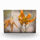 Eastern Sierra Tiger Lilies Wildflower Photo Block Fotoblokken (Voorkant)