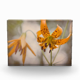 Eastern Sierra Tiger Lilies Wildflower Photo Block Fotoblokken
