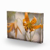 Eastern Sierra Tiger Lilies Wildflower Photo Block Fotoblokken (Rechts)