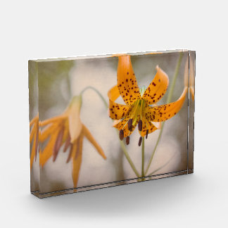 Eastern Sierra Tiger Lilies Wildflower Photo Block Fotoblokken