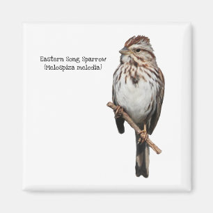Eastern Song Sparrow Magneet