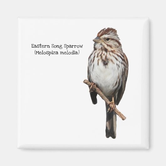 Eastern Song Sparrow Magneet (Voorkant)
