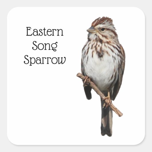 Eastern Song Sparrow Vierkante Sticker (Voorkant)