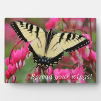 Eastern Swallowtail