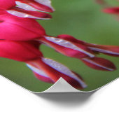 Eastern Swallowtail Poster (Hoek)