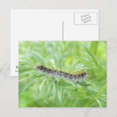 Eastern Tent Caterpijler Briefkaart (Voorkant / Achterkant)