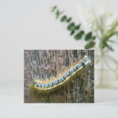 Eastern Tent Caterpillar Briefkaart (Staand voorkant)