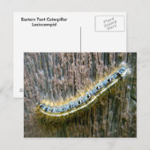 Eastern Tent Caterpillar Briefkaart (Voorkant / Achterkant)