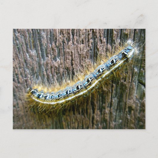 Eastern Tent Caterpillar Briefkaart (Voorkant)