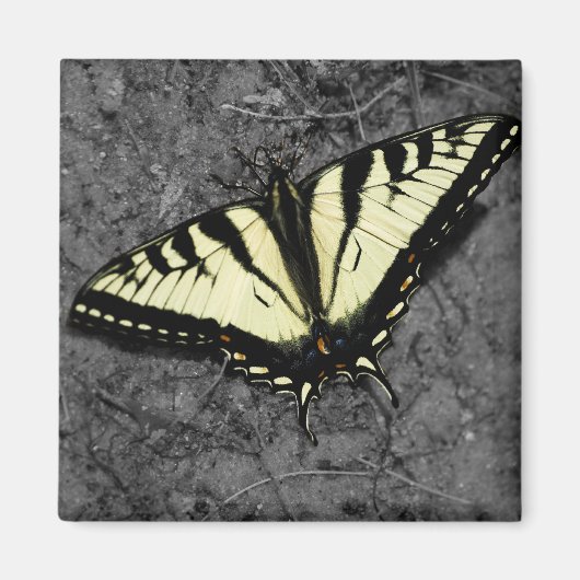 Eastern Tiger Magnet (Voorkant)