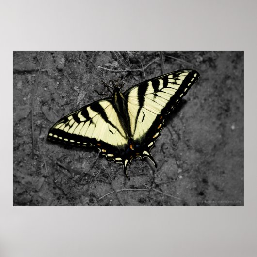 Eastern Tiger print (Voorkant)