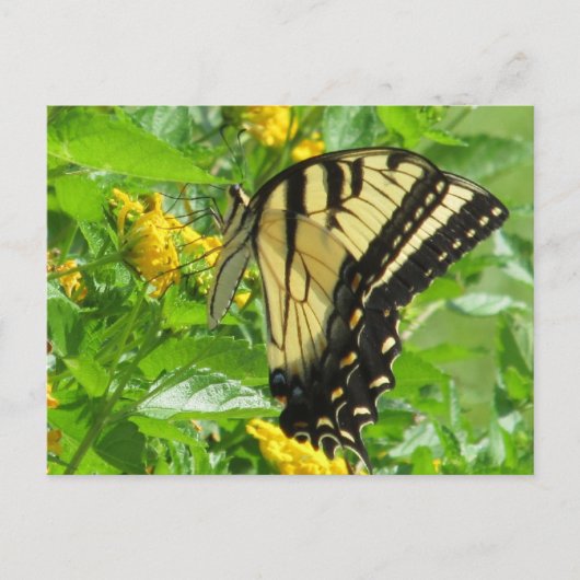 Eastern Tiger Swallowtail Briefkaart (Voorkant)