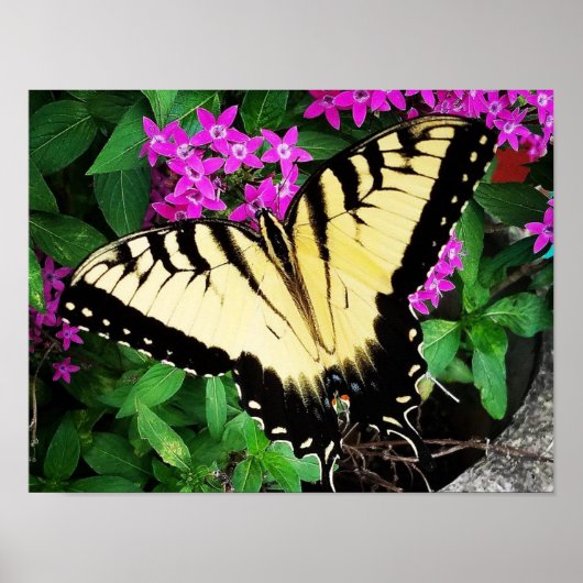 Eastern Tiger Swallowtail Butterfly #1 Poster (Voorkant)