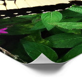 Eastern Tiger Swallowtail Butterfly #1 Poster (Hoek)