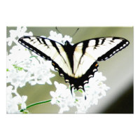 Eastern Tiger Swallowtail Butterfly Foto