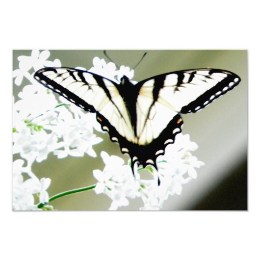 Eastern Tiger Swallowtail Butterfly Foto Afdruk (Voorkant)