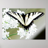 Eastern Tiger Swallowtail Butterfly Foto Poster (Voorkant)