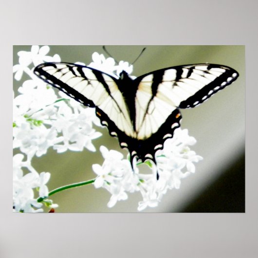 Eastern Tiger Swallowtail Butterfly Foto Poster (Voorkant)