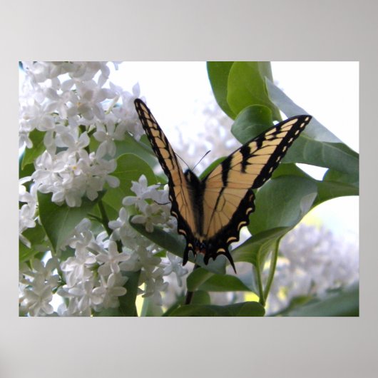 Eastern Tiger Swallowtail Butterfly op White Lila Poster (Voorkant)