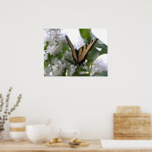 Eastern Tiger Swallowtail Butterfly op White Lila Poster (Keuken)