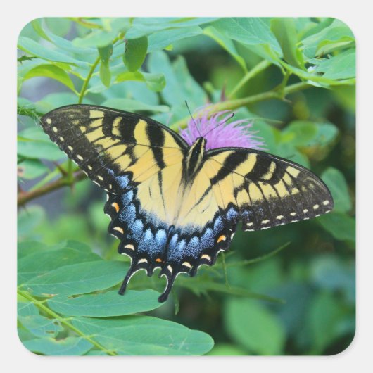 Eastern Tiger Swallowtail Butterfly Vierkante Sticker (Voorkant)