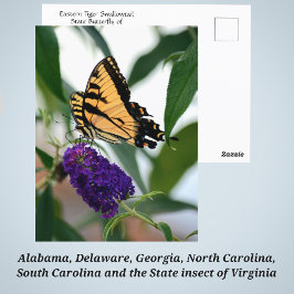 Eastern Tiger Swallowtail State Butterfly Foto Briefkaart