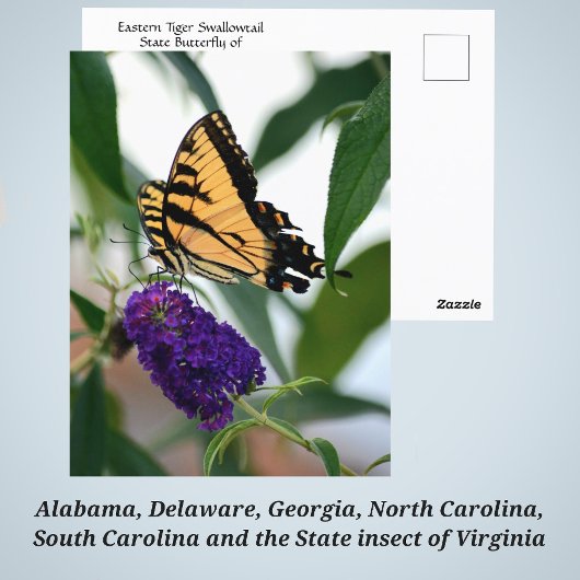 Eastern Tiger Swallowtail State Butterfly Foto Briefkaart