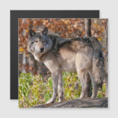 Eastern Timber Wolf (Voorkant / Achterkant)
