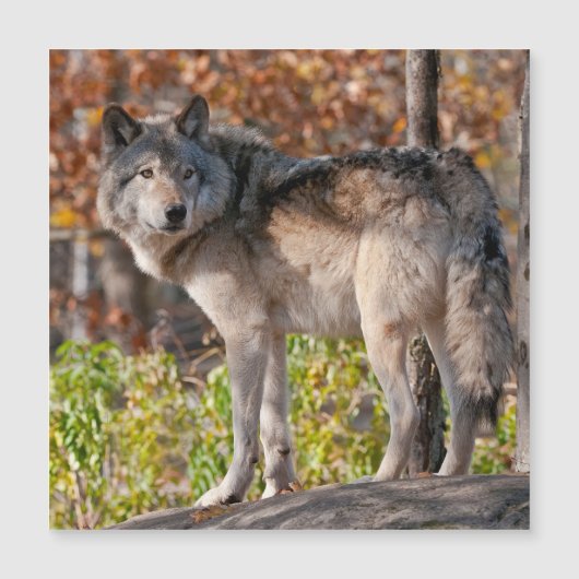Eastern Timber Wolf (Voorkant)
