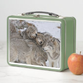 Eastern Timber Wolf (In situ)