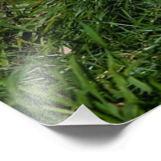 Eastern Timber Wolf Foto Afdruk (Hoek)