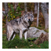 Eastern Timber Wolf Foto Afdruk (Voorkant)