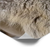 Eastern Timber Wolf Poster (Hoek)