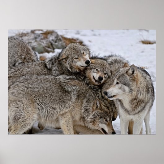Eastern Timber Wolf Poster (Voorkant)