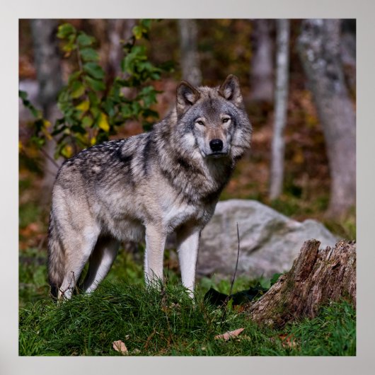 Eastern Timber Wolf Poster (Voorkant)