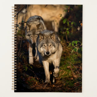 Eastern Timber Wolves Planner