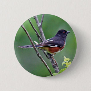 Eastern Towee Button