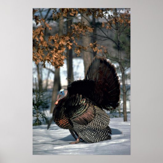 Eastern wild turkey, big gobbler strutting in snow poster (Voorkant)