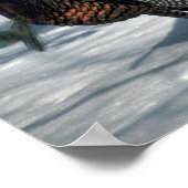 Eastern wild turkey, big gobbler strutting in snow poster (Hoek)